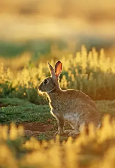 Oceania Wildlife Photography Drucke: Rabbit - Australia