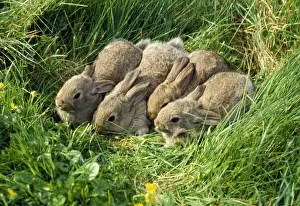 Wild Rabbits Drucke: Rabbit - babies