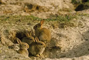 Bilder vom 7. Oktober 2011: Huhn - Babys im Krieg mit der Gehege