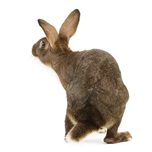 Jean Michel Labat Artist Drucke: Rabbit - Belgian Hare