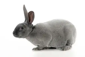 Domestic Mammals Breeds Drucke: RABBIT - Blue rex