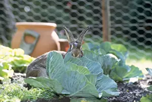 Personal Use Animal Prints Drucke: Rabbit - in cabbage patch