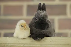 Mixed Species Pets Drucke: RABBIT. Chick sitting next to rabbit