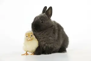 White Background Animal Photoshoots Drucke: RABBIT. Chick standing next to rabbit
