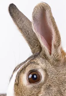 Bilder Datiert 21. Juni 2007: Hase - Näherung zu den Ohren