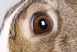 Bilder Datiert 22. Juni 2007: Hase - Näherung zu einem Auge