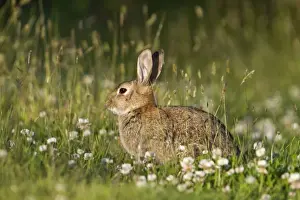 British Wildlife Mammals Drucke: Rabbit - with clover - Cornwall - UK