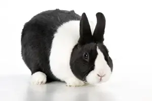 White Background Studio Pets Drucke: RABBIT - Dutch