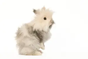 White Background Studio Pets Drucke: Rabbit - dwarf angora in studio
