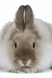 Lion Head Rabbit Drucke: Rabbit - Dwarf lion-head in studio