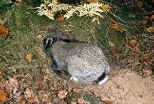 Wild Rabbits Drucke: Rabbit - entering burrow