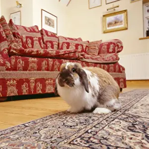 John Daniels Wildlife Images Drucke: Rabbit - in house