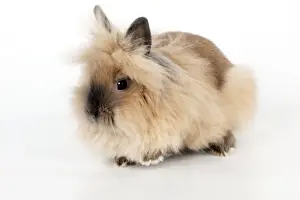 Lionhead Rabbit Drucke: RABBIT - Lionhead