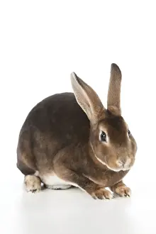 White Background Pet Photoshoots Drucke: RABBIT - Mini castor rex