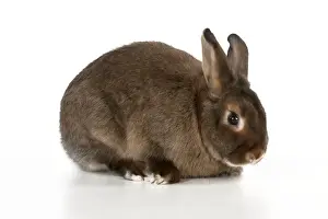 Small Domestic Mammals Drucke: RABBIT - Mini castor satin
