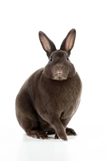 Drucke von JD-23040 RABBIT - Mini Havana Rex von John Daniels Bitte beachten Sie, dass Drucke nur für persönliche Anzeigezwecke gedacht sind und nicht reproduziert werden dürfen Rex Drucke: Hase - Kleiner Havana Rex