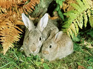 Drucke von LB-8557 RABBIT - Eltern mit Jungen im Herbstlaub, Großbritannien Oryctolagus cuniculus von Ian Beames Beachten Sie bitte Bilder Datiert 2010 November: Hase - Eltern und Junge