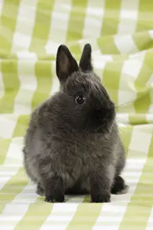 Studio Rabbit Photography Drucke: RABBIT. Rabbit sitting