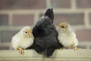 Mixed Species Pets Drucke: RABBIT. Rabbit sitting between two chicks