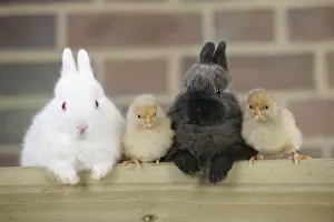 Mixed Species Pets Drucke: RABBIT. Rabbits and chicks sitting together