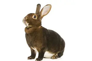 Personal Use Prints Only Drucke: Rabbit - Rex Castor