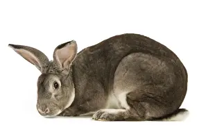 Jean Michel Labat Prints Drucke: Rabbit - Rex Chinchilla