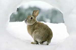 Limited Edition Wildlife Prints Drucke: Rabbit - in snow