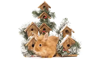 White Background Rabbit Photo Drucke: Rabbit - in studio in front of christmas birdboxes