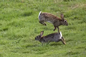 Drucke von WAT-11035 Hasen - Paarungsverhalten Oryctolagus cuniculus von M. Watson Beachten Sie, dass die Drucke nur für persönliche Anzeigezwecke gedacht sind und nicht reproduziert werden dürfen Bilder Datiert 2005 Juli: Kaninchen - Paarungsverhalten