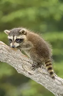 Nature Photography Prints Online Drucke: Racoon