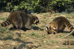 Wildlife Art Prints Online Drucke: Racoon - aggresive/submissive behaviour