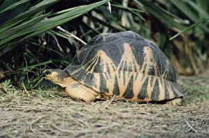 Reptile Wildlife Photos Drucke: Radiated Tortoise - eating leaf