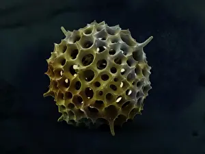 Drucke von LRMC-12 Scanning Electron Micrograph (SEM): Spumellarian Radiolaria Magnification x1900 (wenn gedruckt A4) Bilder Datiert 2009 Juli: Radiolarian
