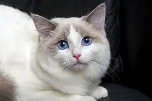 Close Up Cat Faces Drucke: Ragdoll Cat