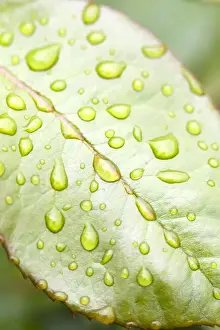 Personal Use Only Artwork Drucke: Rain Drops on Rose Leaf