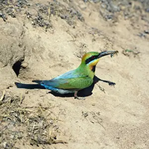 Colorful Bird Species Australia Drucke: Rainbow Bee-eater - insect in beak Australia