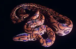 Reptilien Drucke: Regenbogenboa Brasilien