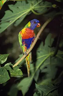 Eastern Australia Birds Drucke: Rainbow Lorikeet Distribution: Eastern Australia