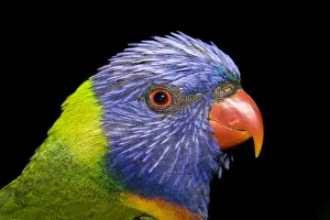 Trichoglossus Haematodus Drucke: Rainbow Lorikeet - head study