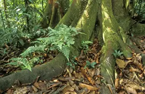 Rainforest Photography Drucke: Rainforest Buttress & surface roots, Corcovado National Park, Costa Rica