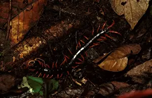 Tropical Forest Creatures Drucke: A rainforest centipede