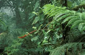 American National Parks Photos Drucke: Rainforest Flowering bromeliad, Monteverde Cloud Forest Reserve, Costa Rica