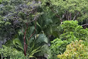 Tropical Plant Life Drucke: Rainforest - Mexico