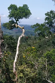 Madagascar Rainforest Drucke: Rainforest Perinet Madagascar