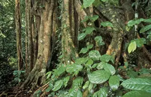 Danum Valley Conservation Area Drucke: Rainforest - Primary Rainforest