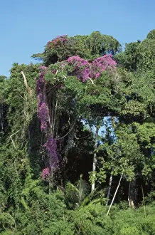 Tropical Rainforest Plants Drucke: Rainforest - vine in bloom Amazon Basin, Manu National Park, Peru