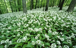 Woodland Wildflowers UK Drucke: Ramsons - in beech woodland