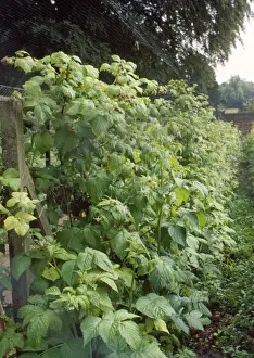 Agricultural Farming Methods Drucke: Raspberries - under netting