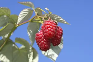 European Raspberries Drucke: Raspberry - fruit on plant