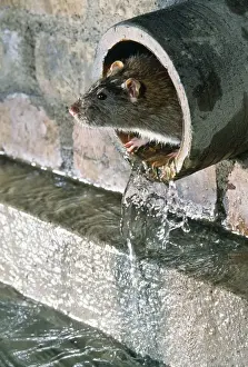 Ratscheibe im Abflusskanal
